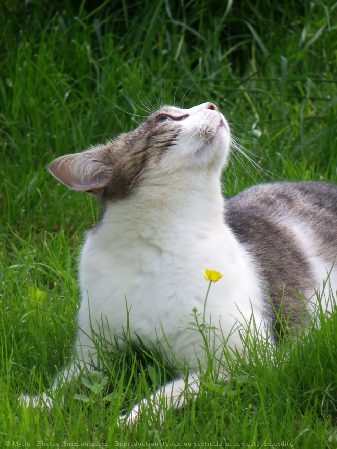 Photo de Chat domestique