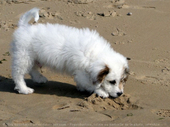 Photo de Coton de tulear