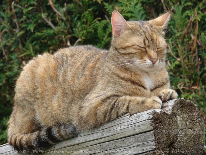 Photo de Chat domestique