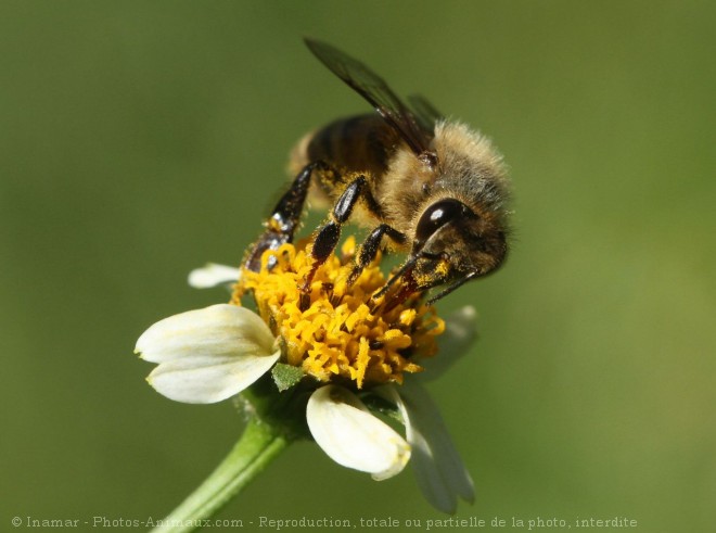 Photo d'Abeille