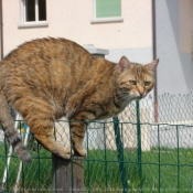 Photo de Chat domestique