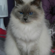 Photo de Ragdoll