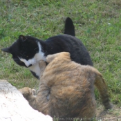 Photo de Chat domestique