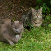 Photo de Chat domestique