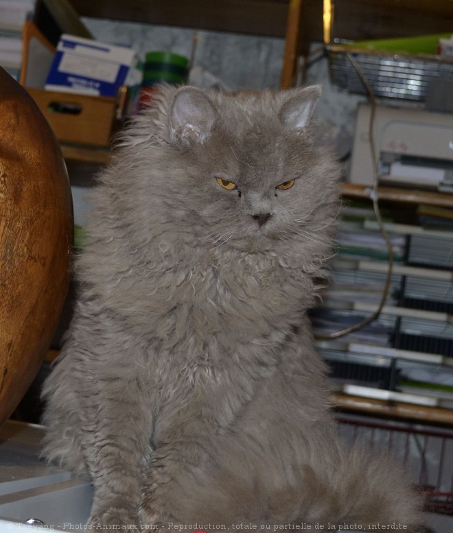 Photo de Selkirk rex poil long