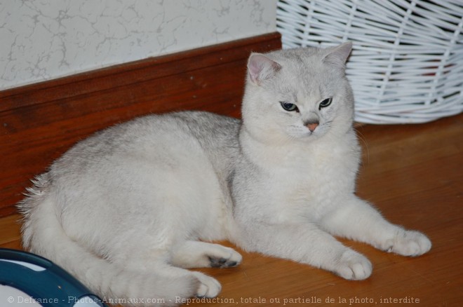 Photo de British shorthair