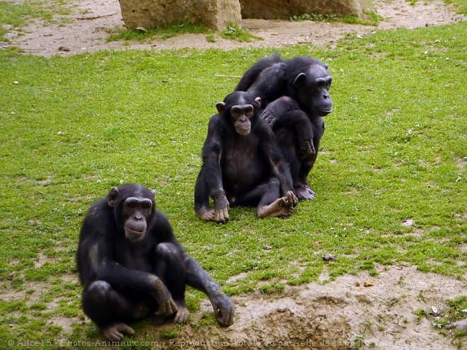 Photo de Singe - chimpanz