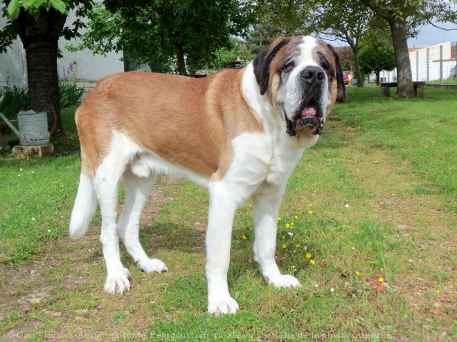 Photo de Saint-bernard poil long