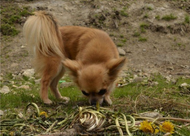 Photo de Chihuahua  poil long