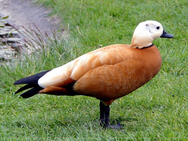 Photo de Canard tadorne casarca