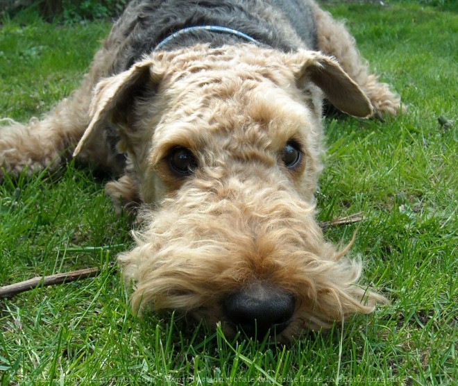 Photo d'Airedale terrier