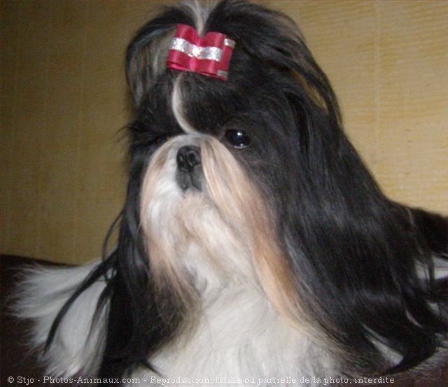 Photo de Shih tzu