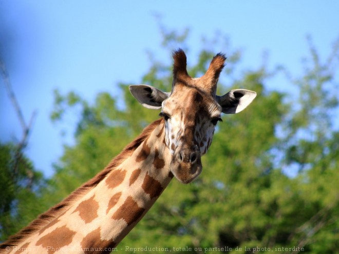 Photo de Girafe