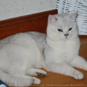 Photo de British shorthair