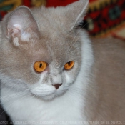 Photo de British shorthair