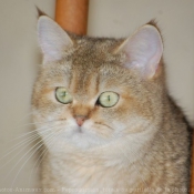 Photo de British shorthair