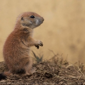 Photo de Chien de prairie