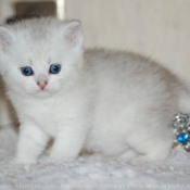 Photo de British shorthair