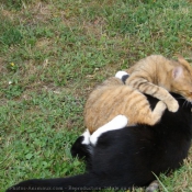 Photo de Chat domestique