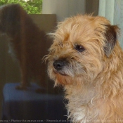 Photo de Border terrier