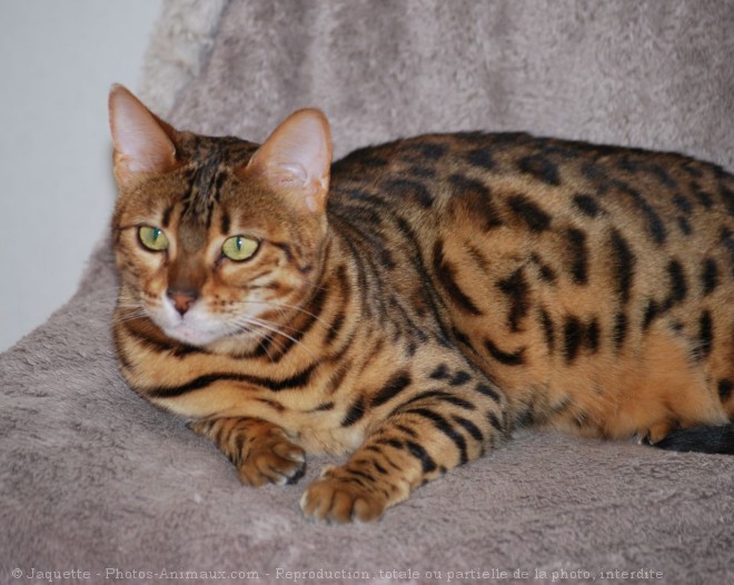 Photo de Bengal