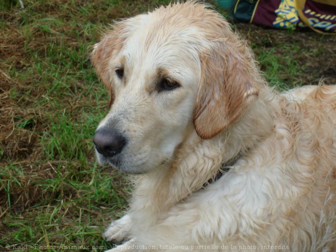 Photo de Golden retriever