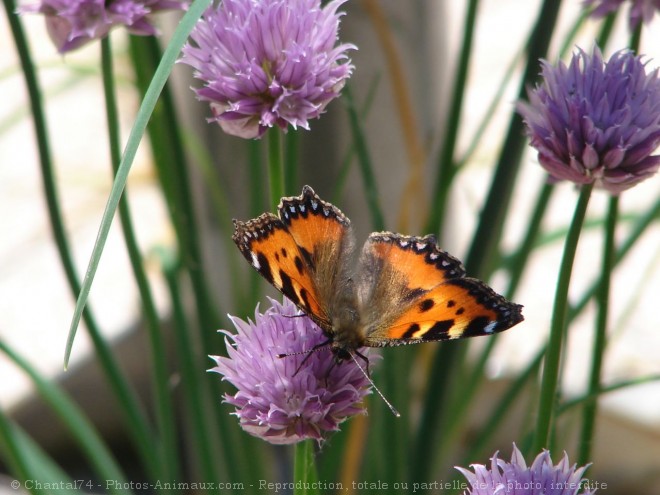 Photo de Papillon