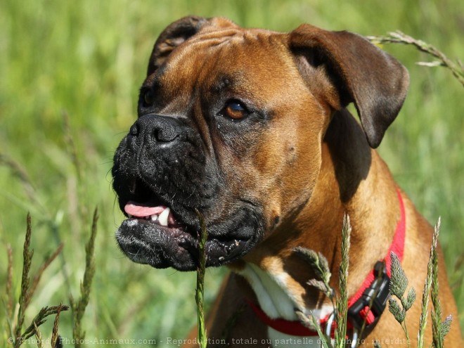 Photo de Boxer