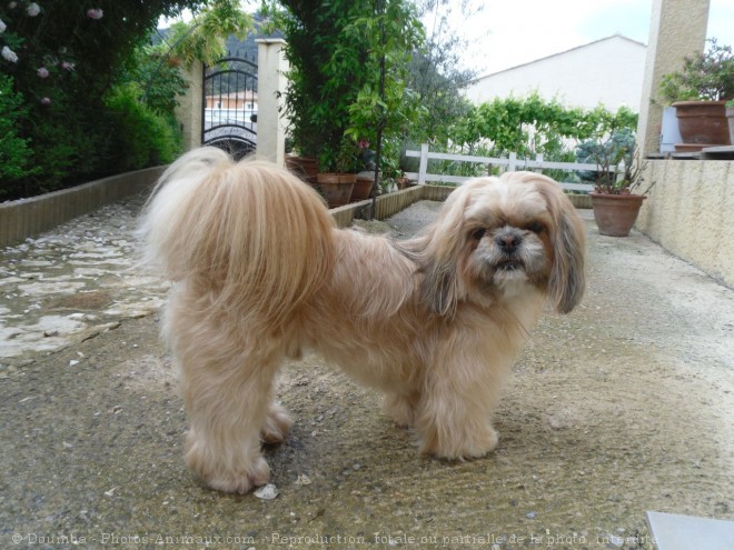 Photo de Shih tzu