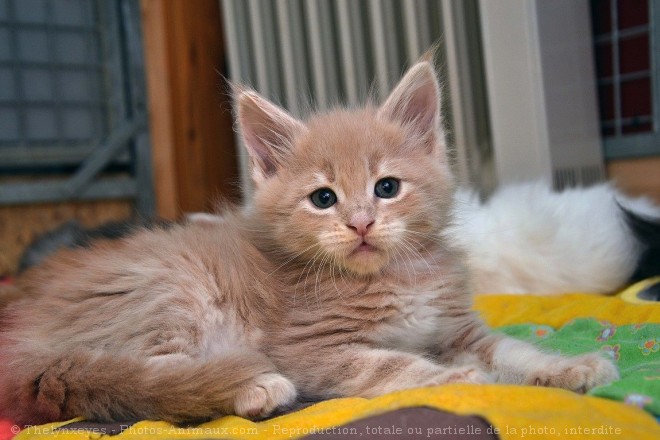 Photo de Maine coon