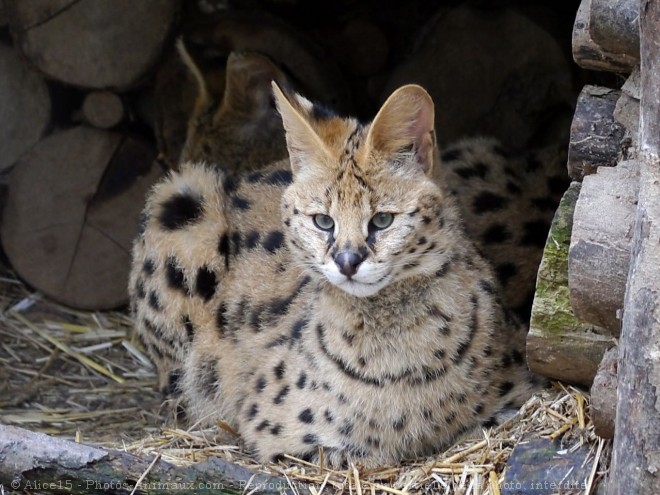 Photo de Serval