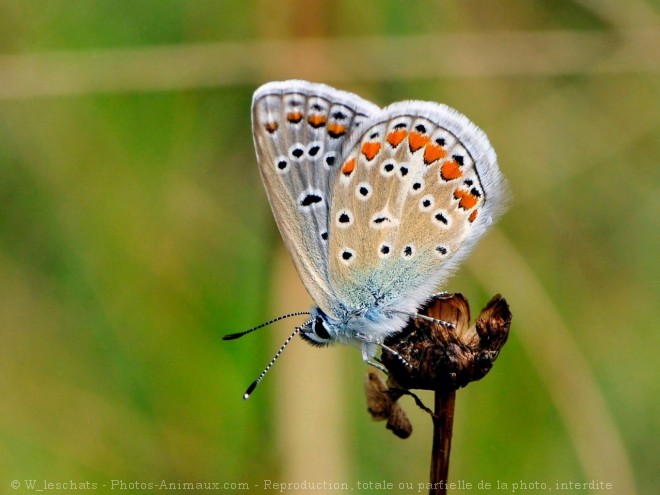 Photo de Papillon