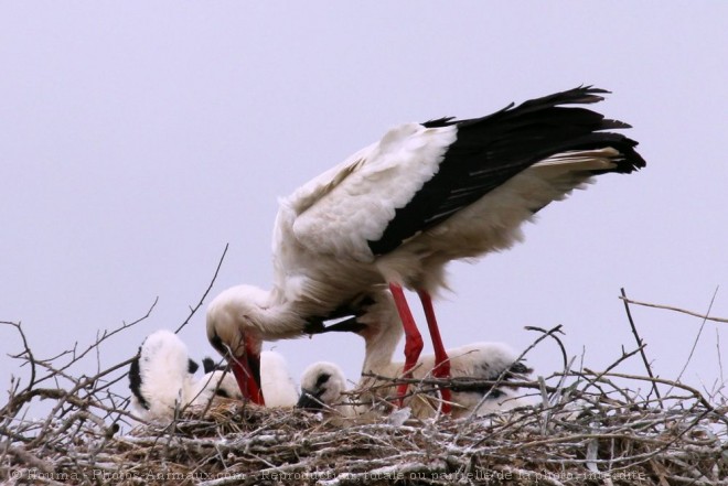 Photo de Cigogne