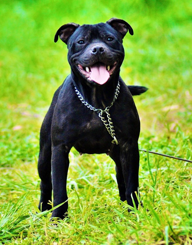 Photo de Staffordshire bull terrier