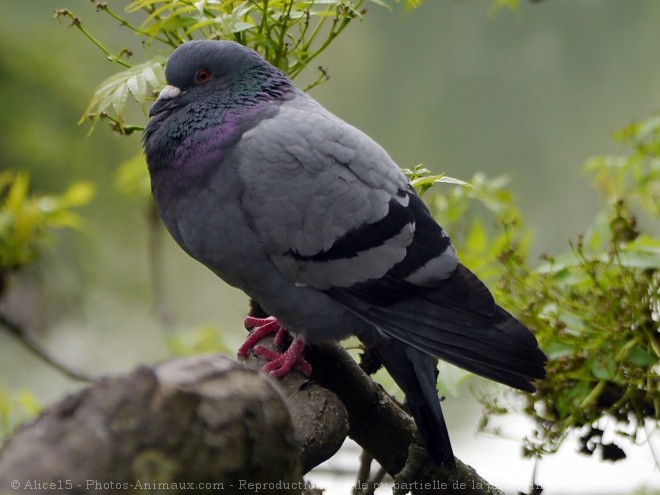 Photo de Pigeon