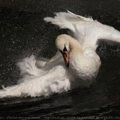 Photo de Cygne