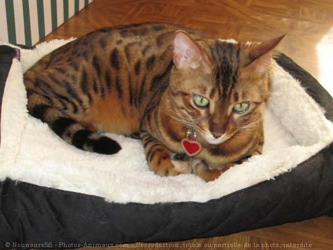 Photo de Bengal