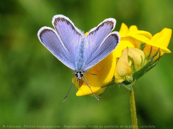 Photo de Papillon - le bel argus