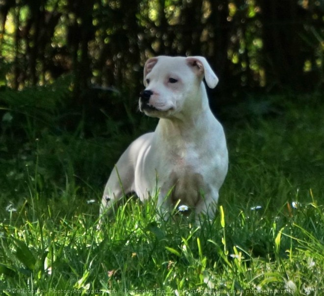 Photo de Staffordshire bull terrier