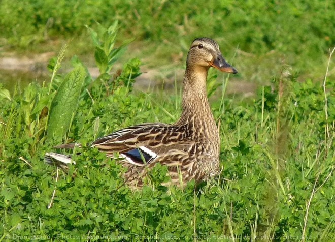 Photo de Canard colvert