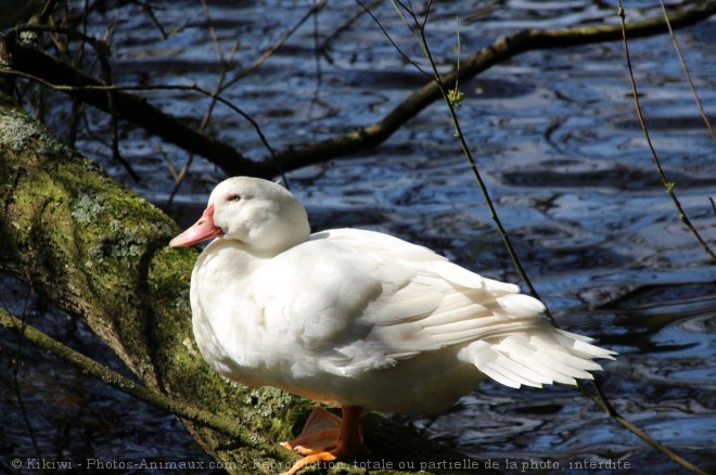 Photo de Canard