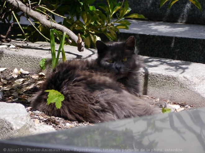 Photo de Chat domestique