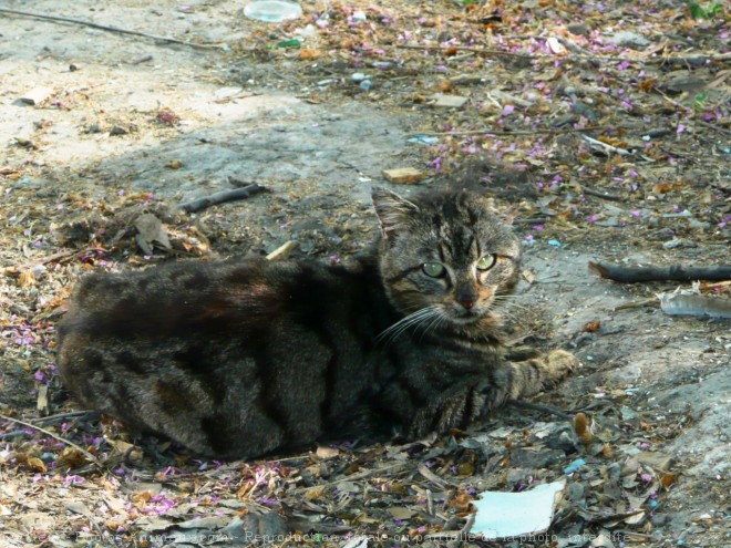 Photo de Chat domestique