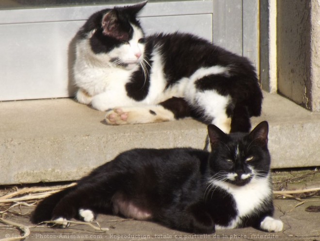 Photo de Chat domestique