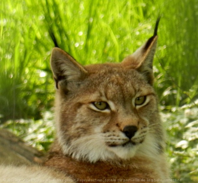 Photo de Lynx