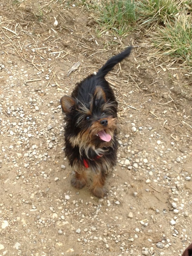 Photo de Yorkshire terrier