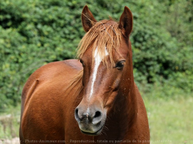 Photo de Races diffrentes