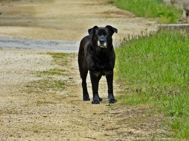 Photo de Labrador retriever