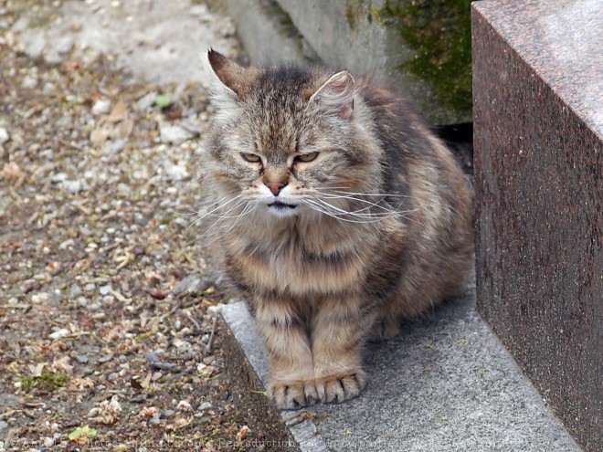 Photo de Chat domestique