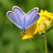 Photo de Papillon - le bel argus